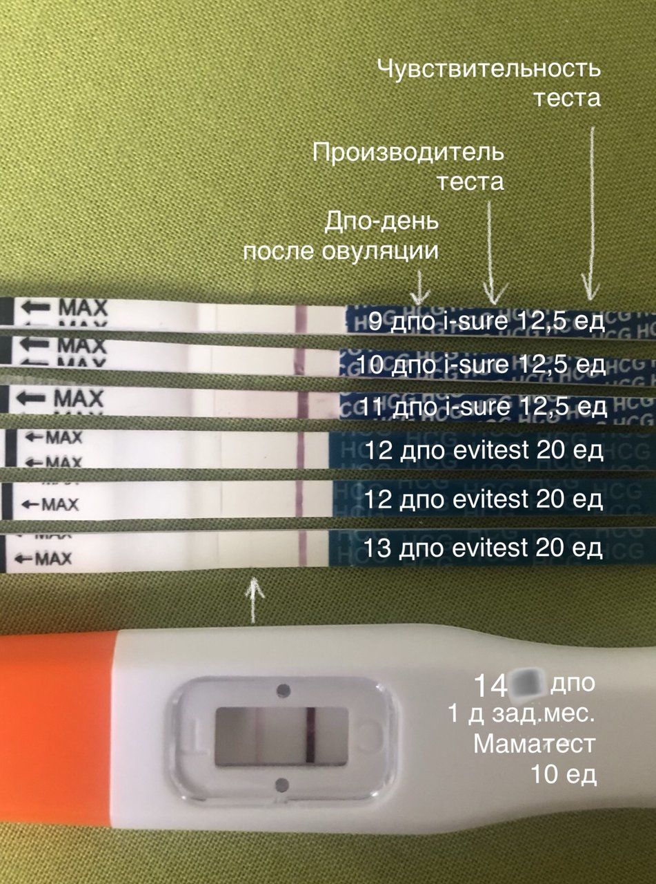 14 день после овуляции тест