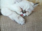 Девочки нам подарили котёнка