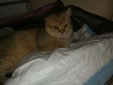 Котэ