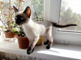 Котейка