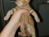 Кошка.