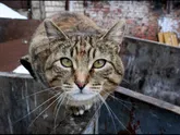 реально отучить кота переедать???