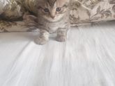 Помогите придумать кличку коту