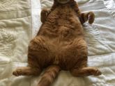 Кот, похудение)