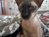 Кошки 🐈
