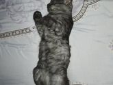 Кошатницы отзовитесь.