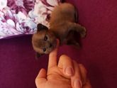 Котята породы европейская бурма!!!