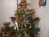 Поставили живую елку🌲
