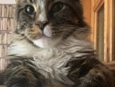 Ночная дурь, ненормальный кот