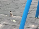 Что за птица?)