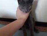 Девочки, породистая ?