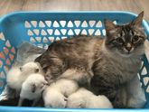 Котята готовятся к переезду в новый дом