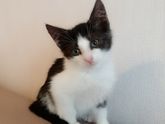 СПб! Прошу репост! Котёнок!