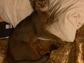 Мои котяхи)) ?