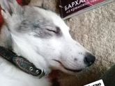 Чак чак