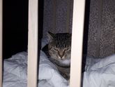 Кот постоянно тусуется в кроватке😾