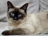 реально отучить кота переедать???