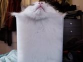 Компактные коты!))))
