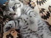 Скоттиш-Фолд.