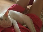 Охраняет лелечку ?