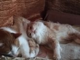 Кот и кошка