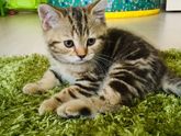 Помогите выбрать имя котенку ????