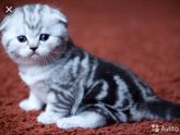 котенок😍 вязка