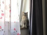 Девочки кто знает , британка или нет ?