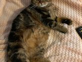 Мои котяхи)) ?