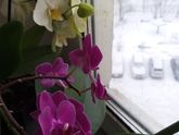 Цветочки цветут, за окном