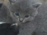 Скажите пожалуйста,похож ли котенок