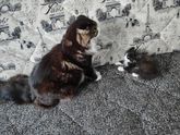 Подкинули котенка, решила себе