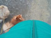 Выбор роддома и врача