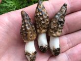 Развивающие игрушки из полимерной глины
