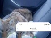 Для поднятия настроения ??