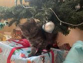 Имя коту