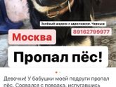 Пропал пес