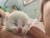 Подобрали малыша)
