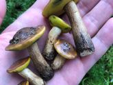 Развивающие игрушки из полимерной глины