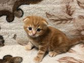 Маленький вислоухий рыжий пушистик 🐱😍