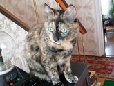 Любители домашних животных