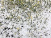 Розеола все таки