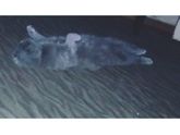 Кошки🐈