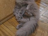 А говорили будет ласковая