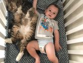 Кто разбирается в породах котов,тема для вас♥️