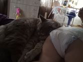 Собаки разорвали нашего кота