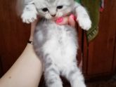Шотландские вислоухие, привезём в