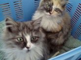 Взяла с улицы котят, как быть дальше??