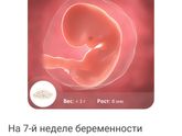 Сегодня 7 недель Как