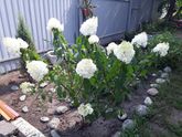 Красота в Ленту)
